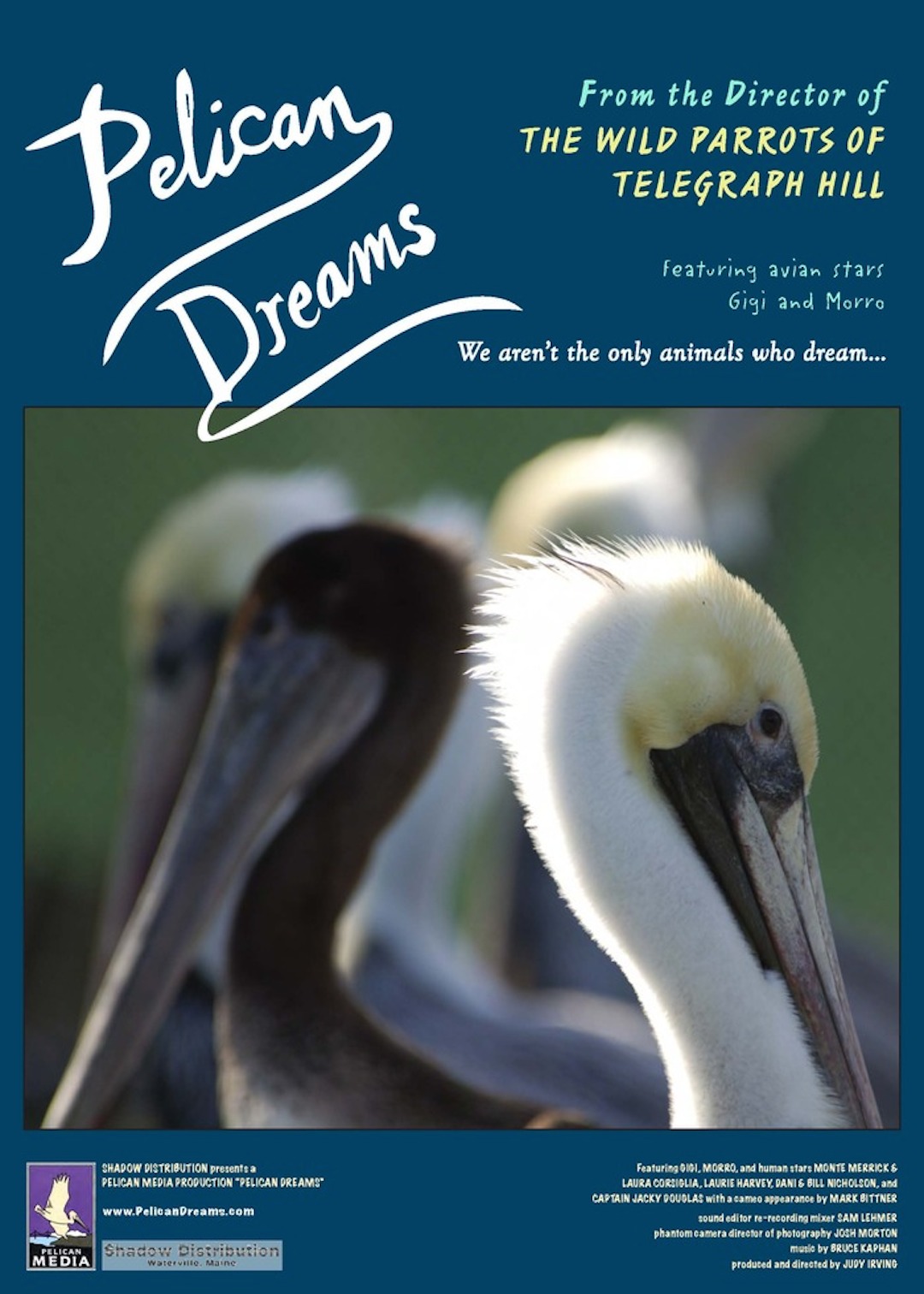 Pelican Dreams poster