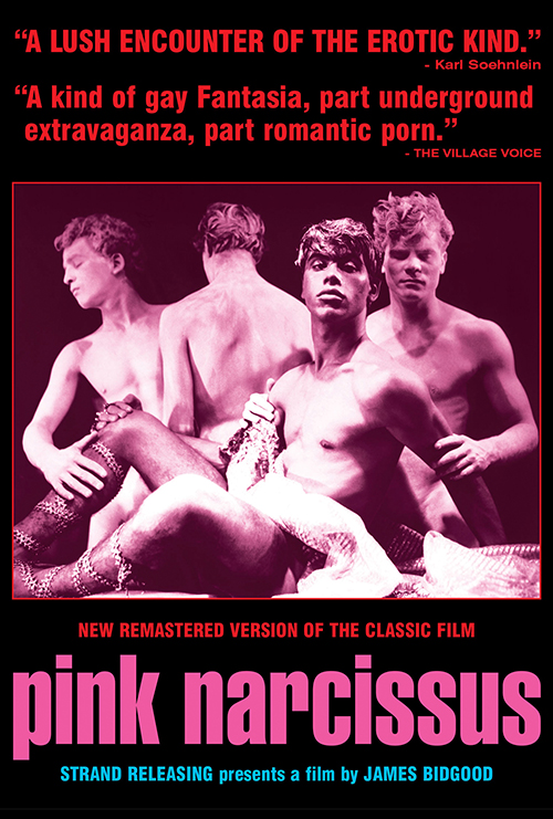 Pink Narcissus